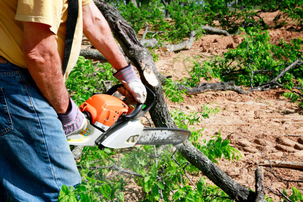 The Steps Involved in Our Tree Care Process in Ada, OK